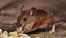 24 Hour & Emergency Exterminators in Dorset, OH